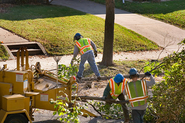 The Steps Involved in Our Tree Care Process in Thurmont, MD